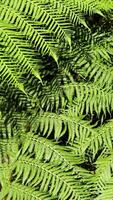 Bright green ferns in Dorrigo, NSW, Australia, captured with steady camera movement and natural lighting, creating a serene and lush atmosphere video