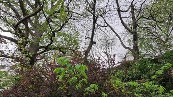 Trees and plants in a Paris park video
