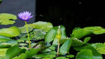 Purple water lilies bloom among lush green leaves in a peaceful pond setting, captured with natural lighting and still composition video