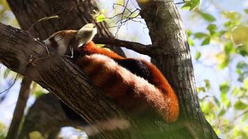 Red panda relaxing on tree branch video