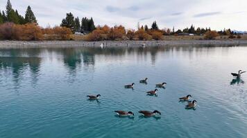 Canada geese glide across a turquoise glacial lake surrounded by autumn foliage, captured in serene aerial drone footage video