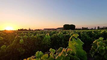 Sunset casting golden light on vineyard video