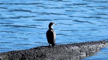 A pied cormorant stands on a pier against a serene blue water backdrop, captured in natural daylight video