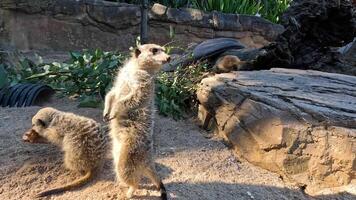 Meerkats standing and interacting at Melbourne Zoo video