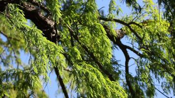 Leaves gently swaying on a tree branch video