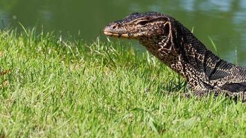 Monitor lizard moving through grassy area near water video