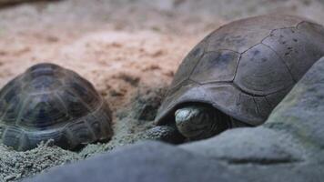Two tortoises rest quietly in a sandy zoo enclosure, surrounded by rocks, under soft natural lighting video