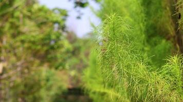 Close-up of green leaves in natural setting video