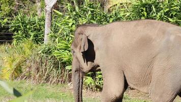 An Asian elephant walking in a zoo enclosure video
