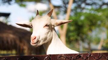 Curious goat interacting with the camera. video