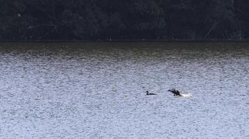 Birds descending onto a shimmering lake surface video