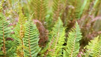Vibrant green ferns sway gently in a natural setting, captured with soft lighting and a serene atmosphere video