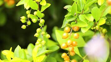 Close-up of Duranta erecta berries and leaves with bright lighting and shallow depth of field in Coffs Harbour video