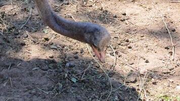 An ostrich pecks at the ground in a sunlit, earthy environment, showcasing natural behavior and movement video