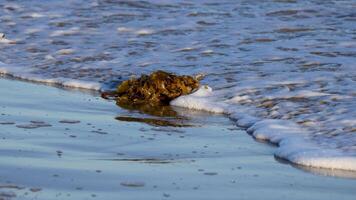 Kelp drifts in gentle ocean waves near a sandy beach under natural daylight, showcasing coastal marine life video