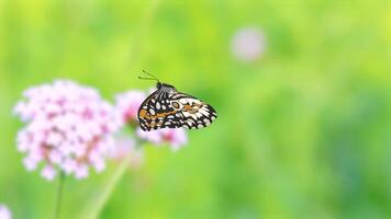 A butterfly flutters around pink flowers against a lush green background, creating a serene and lively animation video