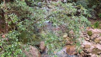 A tranquil view of Mossman River's clear waters flowing over boulders amidst lush tropical foliage in Port Douglas, Australia video