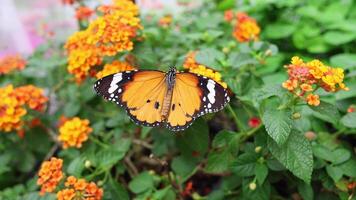 A butterfly visits various orange flowers. video
