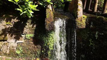 Small waterfall surrounded by lush greenery video