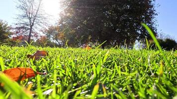 Grass, trees, and sunlight in Melbourne park video