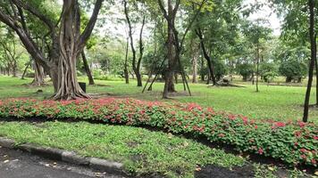 Time-lapse of a peaceful park with changing flowers. video