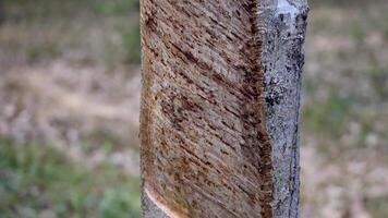 Rubber trees being tapped for latex in a serene forest setting with natural lighting video