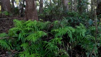 Dense greenery and trees in Springbrook forest video