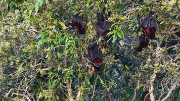 A group of black flying foxes hangs from tree branches in a dense, sunlit forest environment video