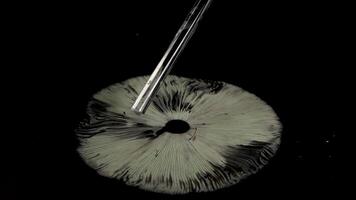 Detailed analysis of mushroom gills using a pipette under controlled lighting in a laboratory setting video