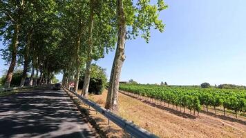 Tree-lined road through vineyard in Bordeaux, France video