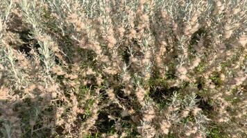 Plants swaying gently in the coastal breeze video