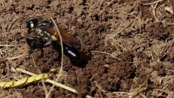 A wasp navigates through soil, interacting with straw and earth in a natural setting. video