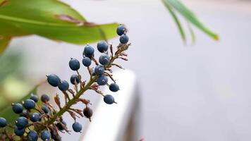 Detailed view of Alpinia caerulea berries with soft focus background, highlighting natural textures and colors video