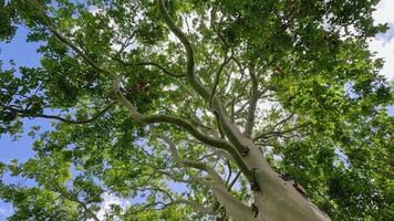 Upward view of a eucalyptus tree with sunlight filtering through leaves, capturing serene movement and vibrant greenery video