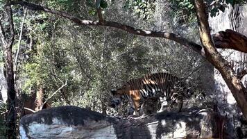 Tiger lounging on rock at Korat Zoo video