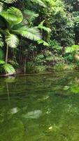 Aerial footage captures a tranquil rainforest stream surrounded by dense greenery and palm trees, reflecting vibrant foliage in clear water video