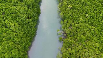 Aerial View of Mangroves in Port Douglas, Queensland video