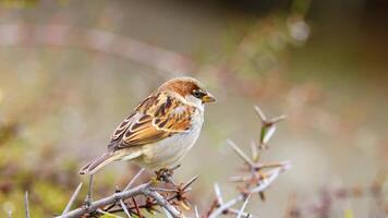 A sparrow sits calmly on a branch in Lake Tekapo, New Zealand, captured in natural lighting with a serene background video