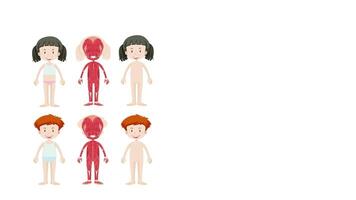 Anatomy of children showing skeletal and organ systems video