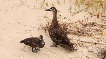 Two ducks walking on sandy beach video