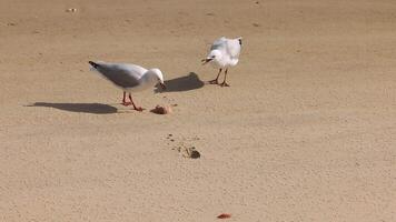 Two seagulls pecking and walking on beach video