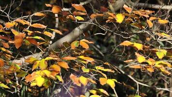 Colorful autumn leaves on tree branches video