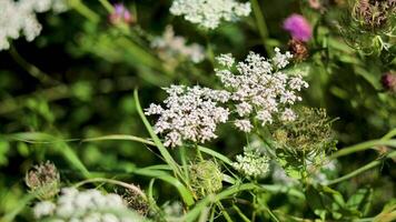 Close-up of snow parsley and surrounding flora video