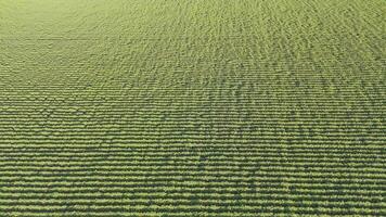 Drone captures expansive strawberry fields in neat rows video