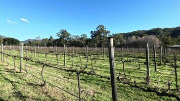 A serene vineyard with lush greenery video