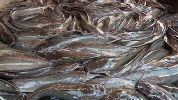 Hands sorting through a mass of wriggling catfish video