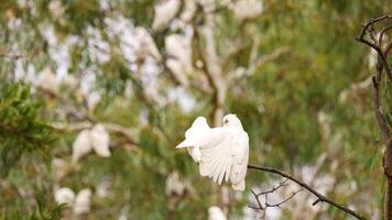 Long-billed corellas perched on branches in Geelong, Australia. Natural lighting highlights their white feathers against lush greenery video