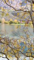 Golden autumn leaves frame a serene view of Lake Tekapo under soft, natural lighting, capturing the tranquil beauty of New Zealand video