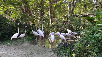 Flamingos interacting in a lush, green habitat video