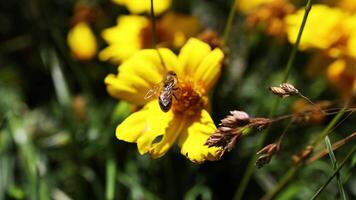Bee interacting with a yellow flower in nature video